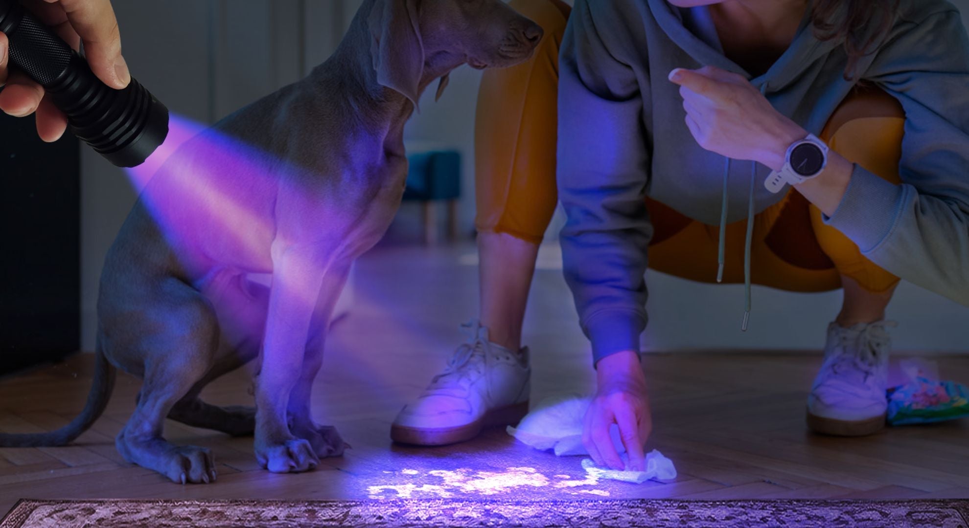 Woman using UV blacklight flashlight to detect pet stains on floor near dog